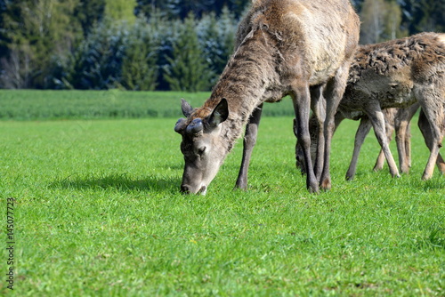 everything is growing  male deer in springtime without it  s antlers grazing with it  s pack