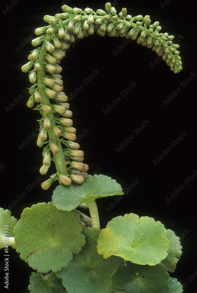 Naklejka premium Umbilicus pendulinus / Nombril de Vénus