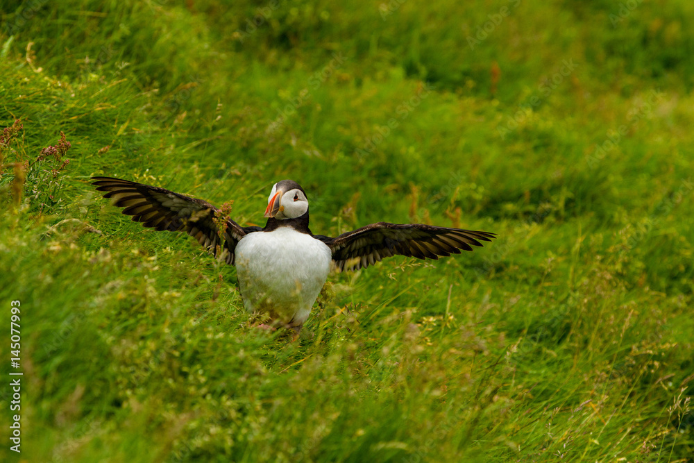 Naklejka premium Papageientaucher