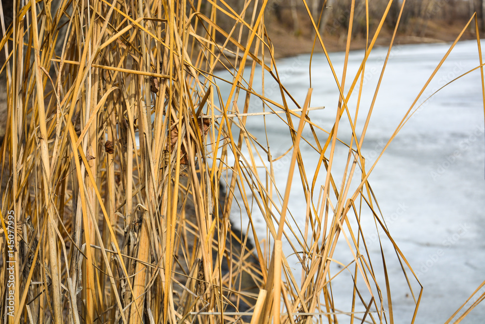 Fototapeta premium High dry yellow grass against the background of a frozen lake