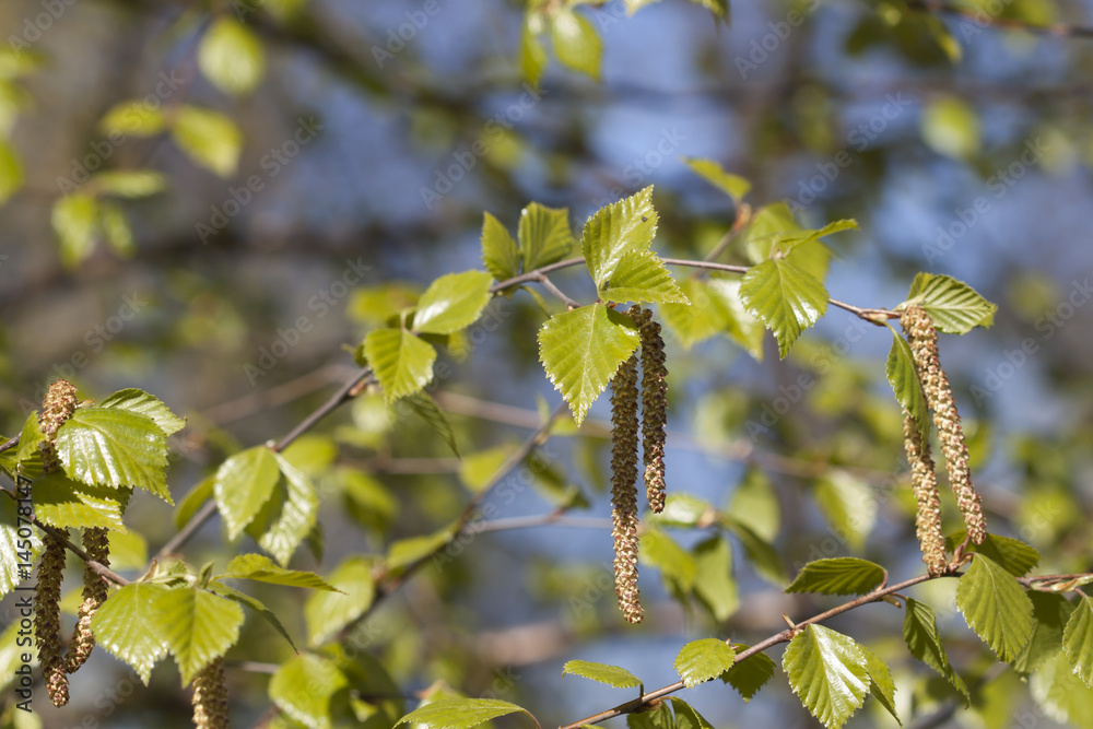 Fototapeta premium Birch tree blossom in spring