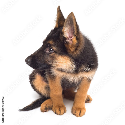 Fototapeta Naklejka Na Ścianę i Meble -  A beautiful puppy is the German shepherd, isolated on a white background. Fluffy dog close-up of brown and black color