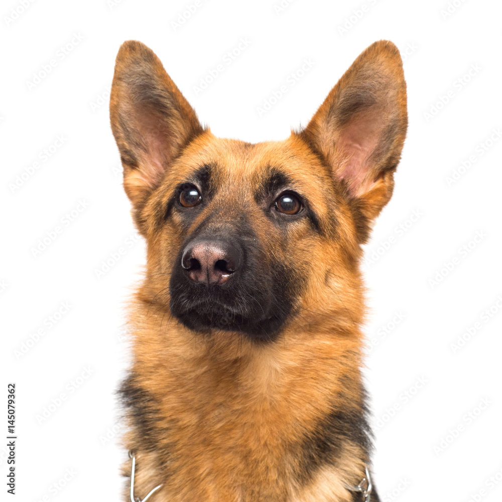 Beautiful adult german shepherd posing isolated on white background. Fluffy dog close-up of brown and black color - obrazy, fototapety, plakaty 