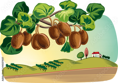 Plant kiwi with some fruits in a landscape.