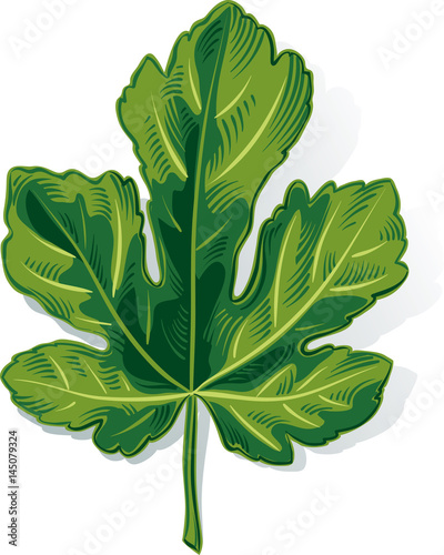 fig leaf on a white background.