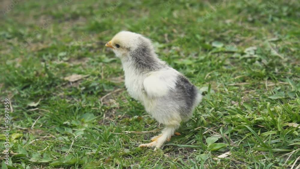 Chick on a background of green grass Chick on a background of green grass