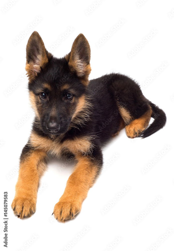 A beautiful puppy is the German shepherd, isolated on a white background. Fluffy dog close-up of brown and black color