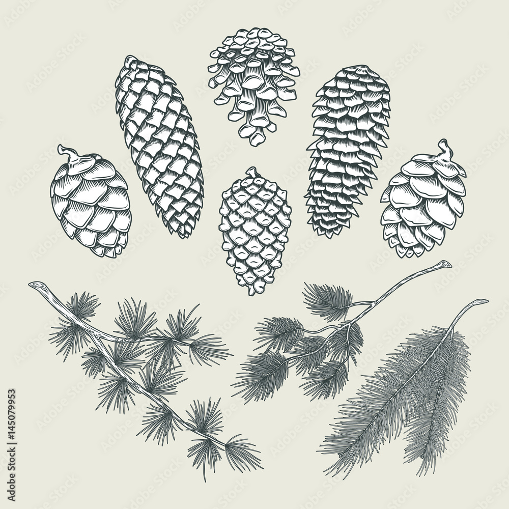 Set of botanical elements - cones and branches of pine, spruce, larch, isolated on white. Engraving style. Great for greeting cards, holiday decorations