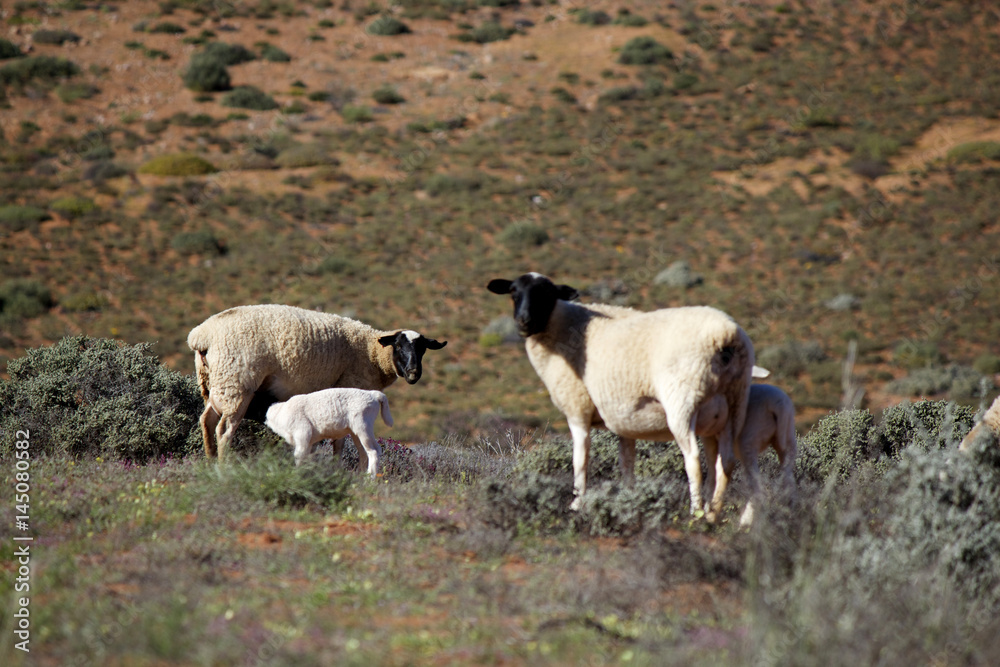 Fototapeta premium South African Countryside