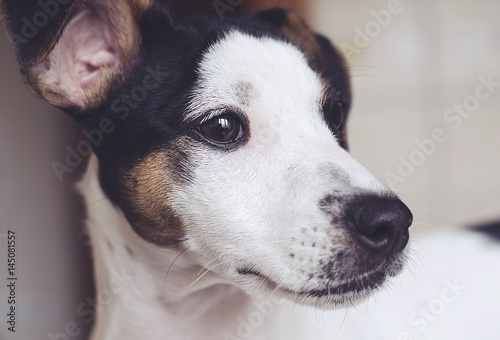 A little puppy jack russell terrier at home, soft focus