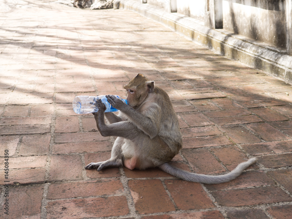 Shocking New Nyt Report The Truth About Monkey Beer Intake - i1vtm5p