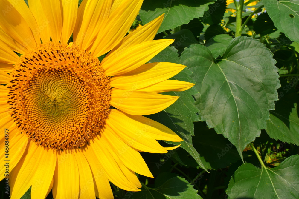 Obraz premium sunflower