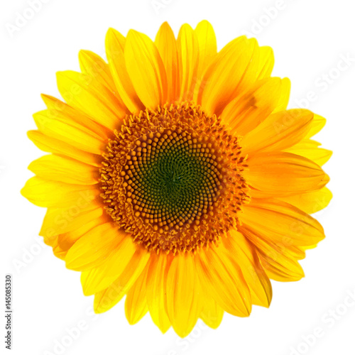 Hand-drawn vector illustration of sunflower - Heliantus annual. Realistic image in bright colors with highlights and shadows