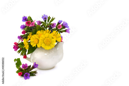 Flowers Lungwort (Pulmonaria officinalis, common names: common lungwort, Mary's tears, Our Lady's milk drops) and coltsfoot (Tussilago farfara) in porcelain teapot on white background
