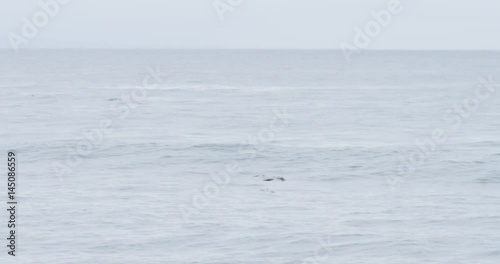 Wallpaper Mural Slow motion shot of Pelican flying at Natural Bridges State Beach in Santa Cruz, California. Torontodigital.ca