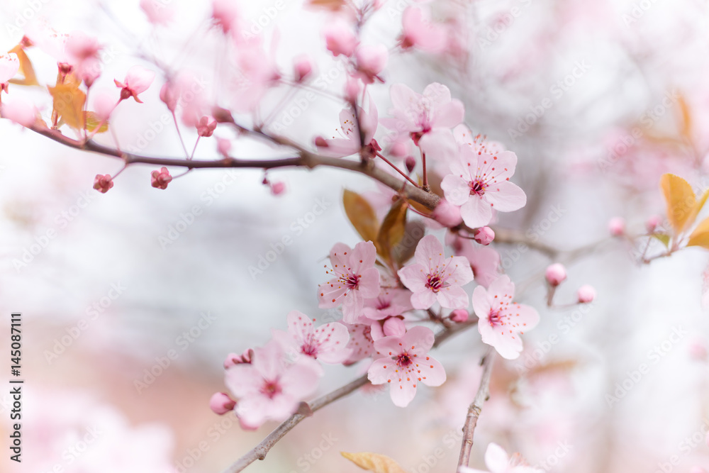 Obraz premium Blooming tree on spring in Czech Republic