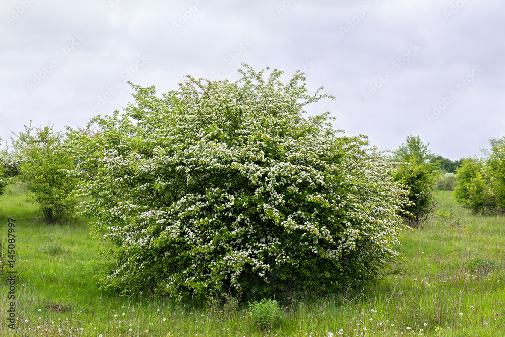 Obraz premium Blooming hawthorn in garden (Crataegus monogyna). Common names: common hawthorn, single-seeded hawthorn, thornapple, May-tree, whitethorn, mayblossom, maythorn, quickthorn, motherdie, haw or hawberry