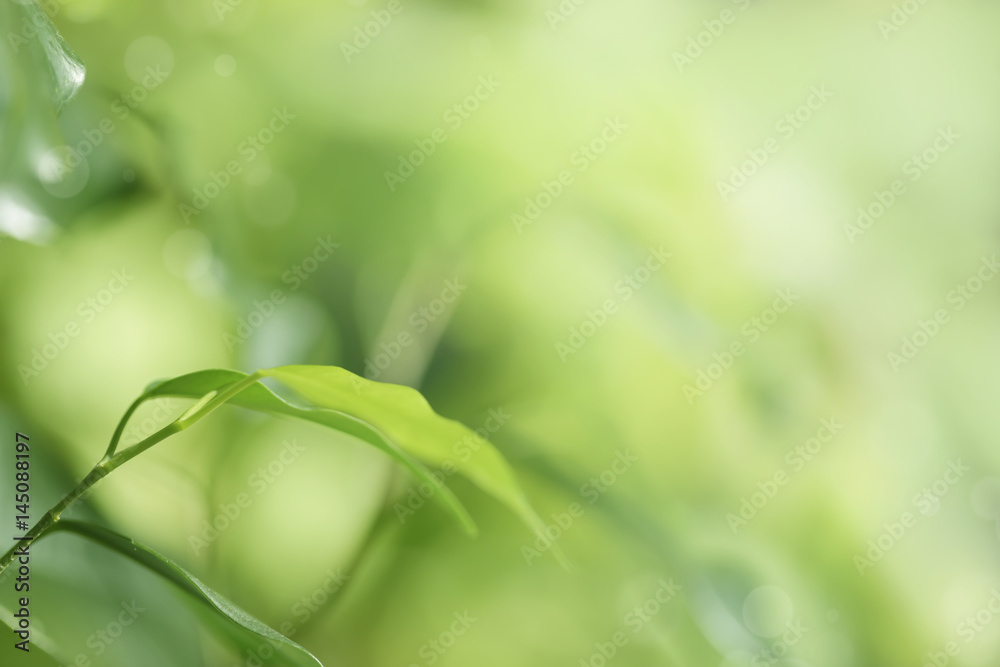 Natural green background, defocused image of green leaves