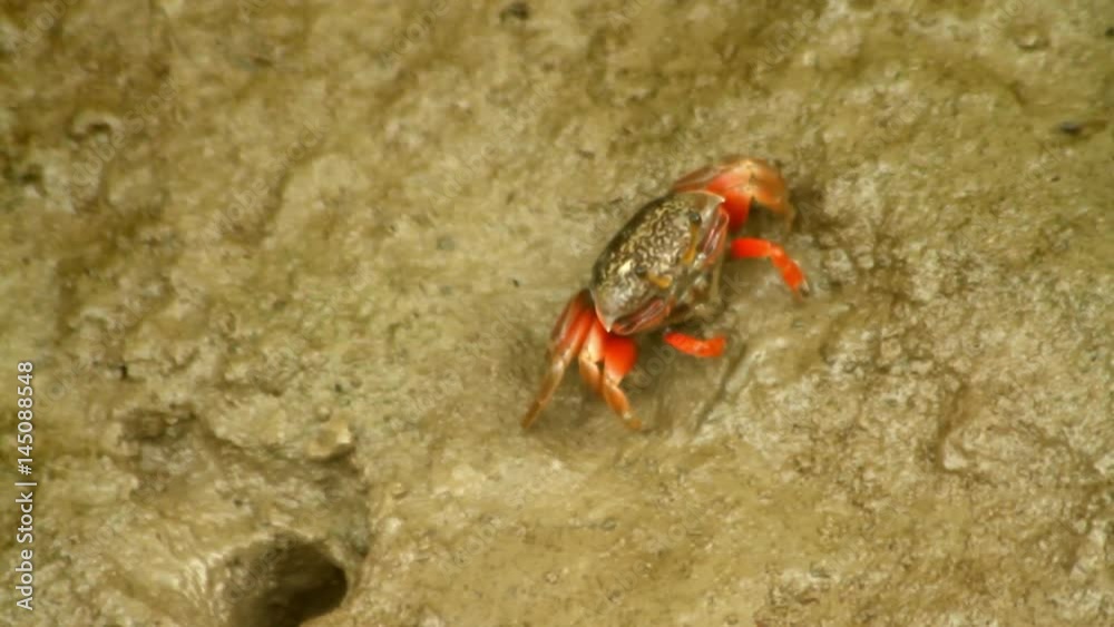 Fiddler crab feeding on the beach Fiddler crab feeding on the beach