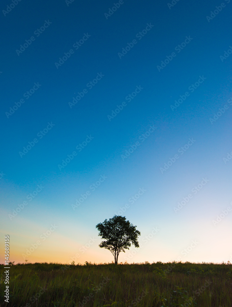 Alone tree on meadow at sunset blue sky