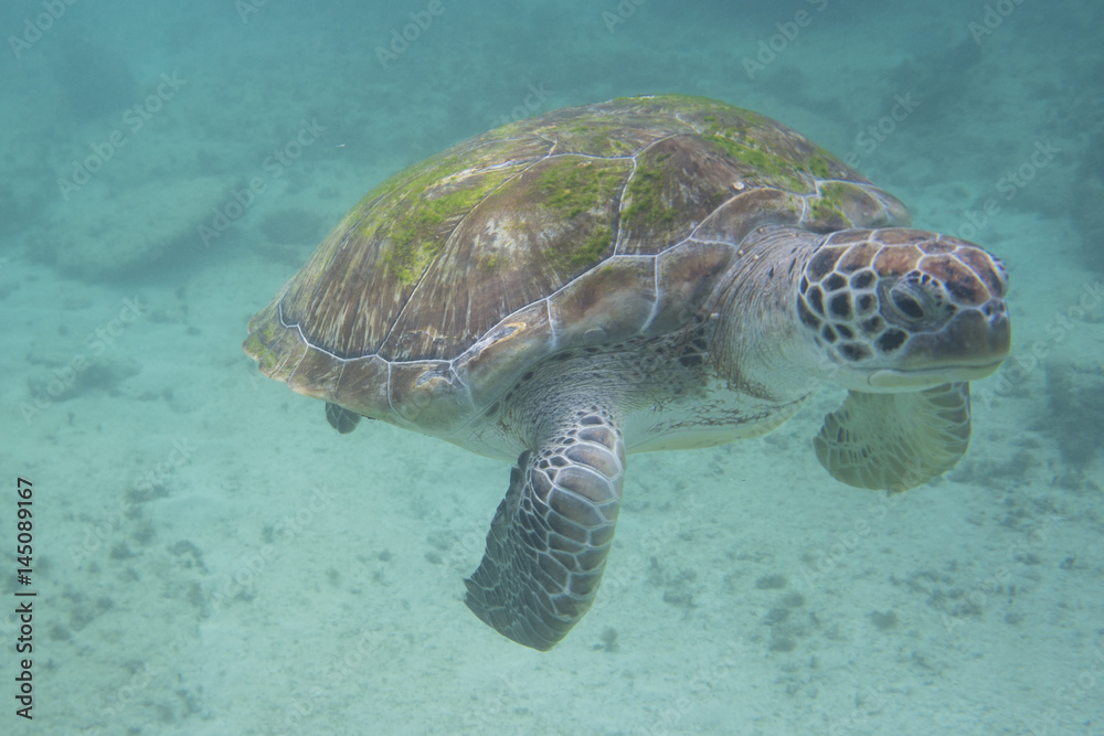 Obraz premium Turtle