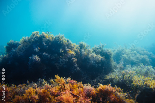 Sun rays and stones with seaweed in underwater. Ocean flora