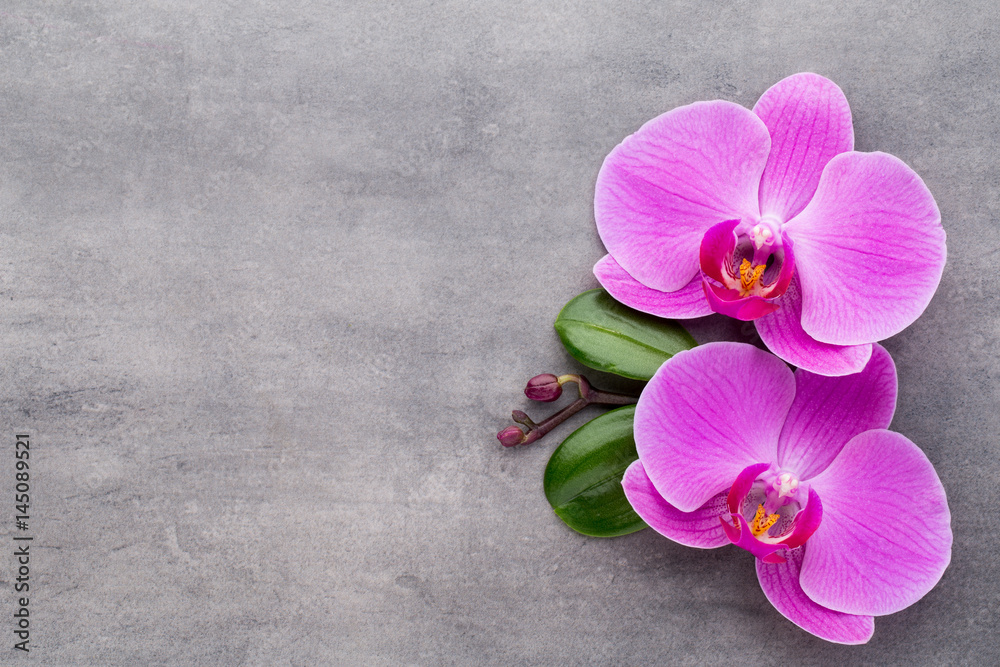 Fototapeta premium Pink orchid on the grey background.