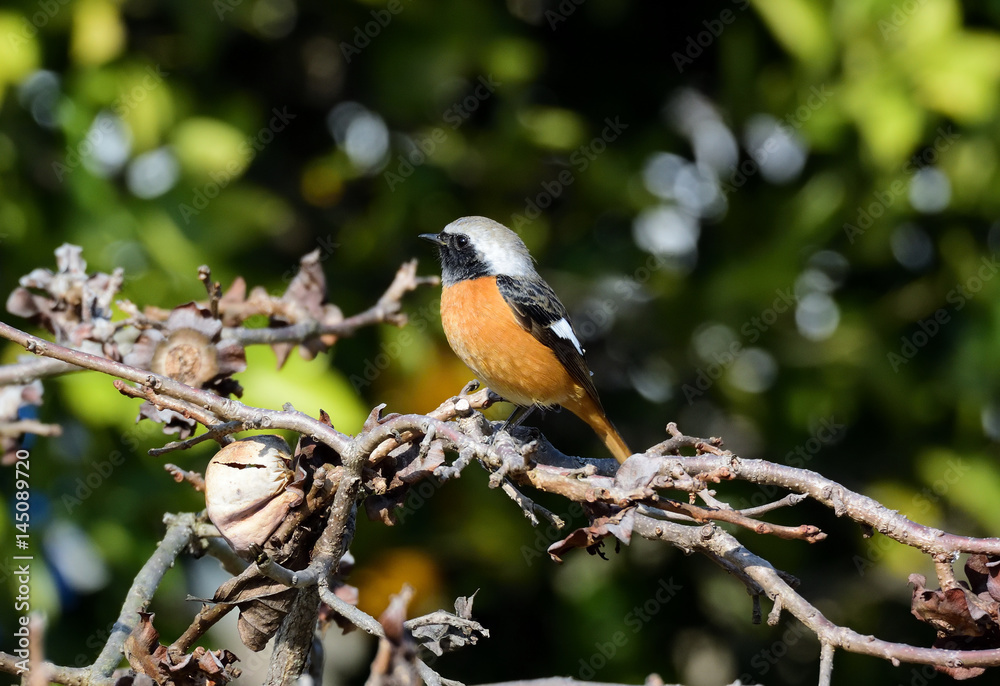 ジョウビタキ、大写し