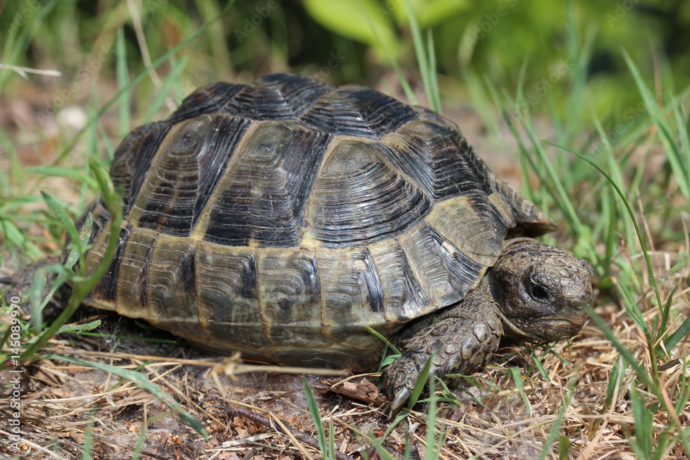 Schildkröte