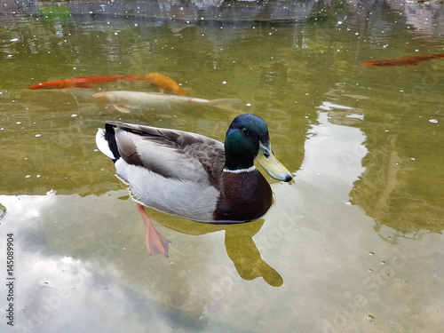 Canvastavla Canard Col Vert qui nage avec les Carpes Koi