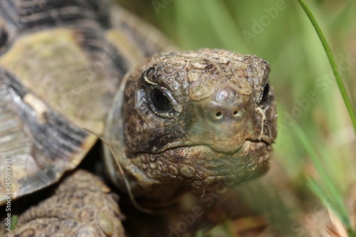 Schildkröte © guesi