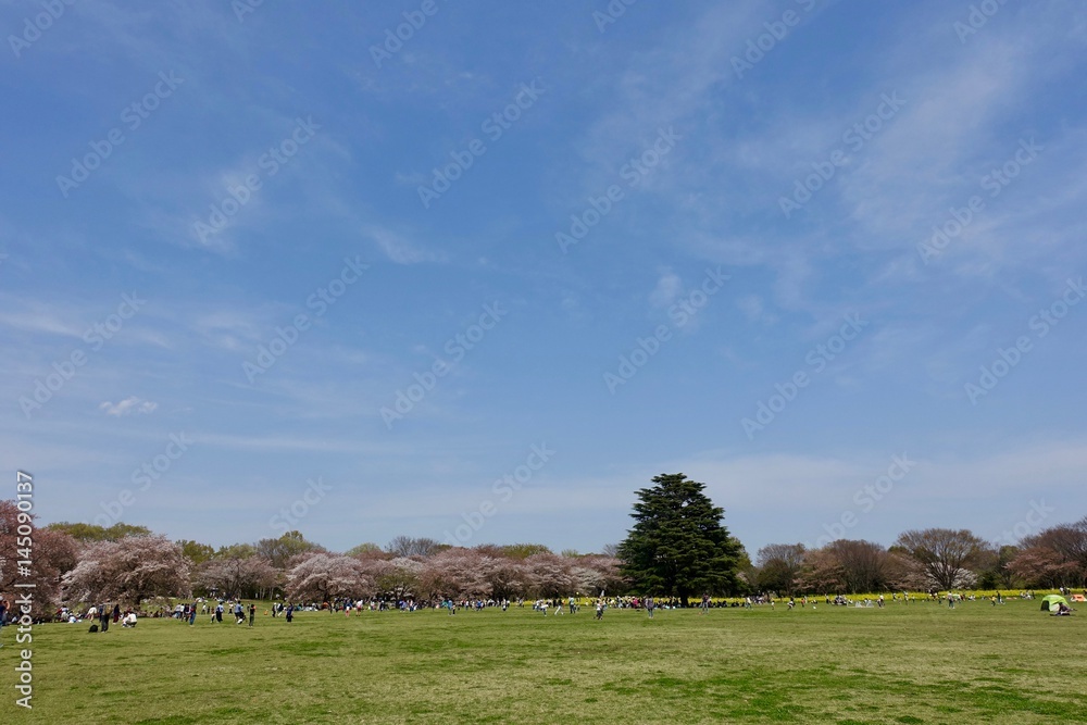 Fototapeta premium 春の昭和記念公園広場
