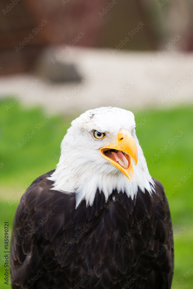 Obraz premium Portrait of a bald eagle on grass.