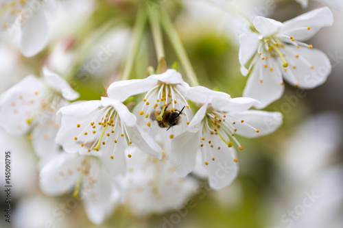 Cherry blossom in spring for background.