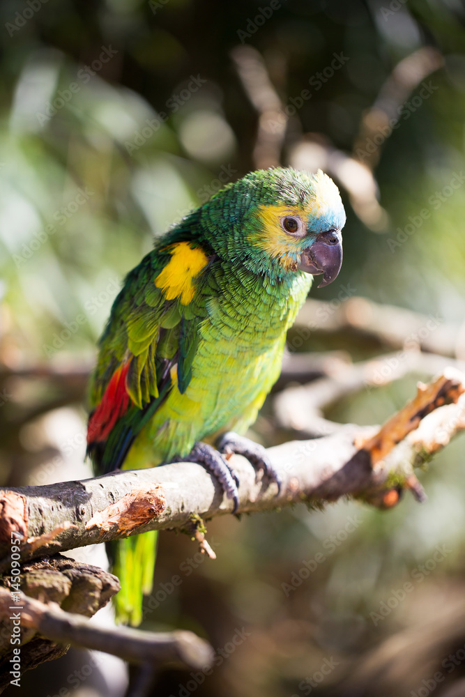 Parrot portrait of bird. Wildlife scene from tropic nature.