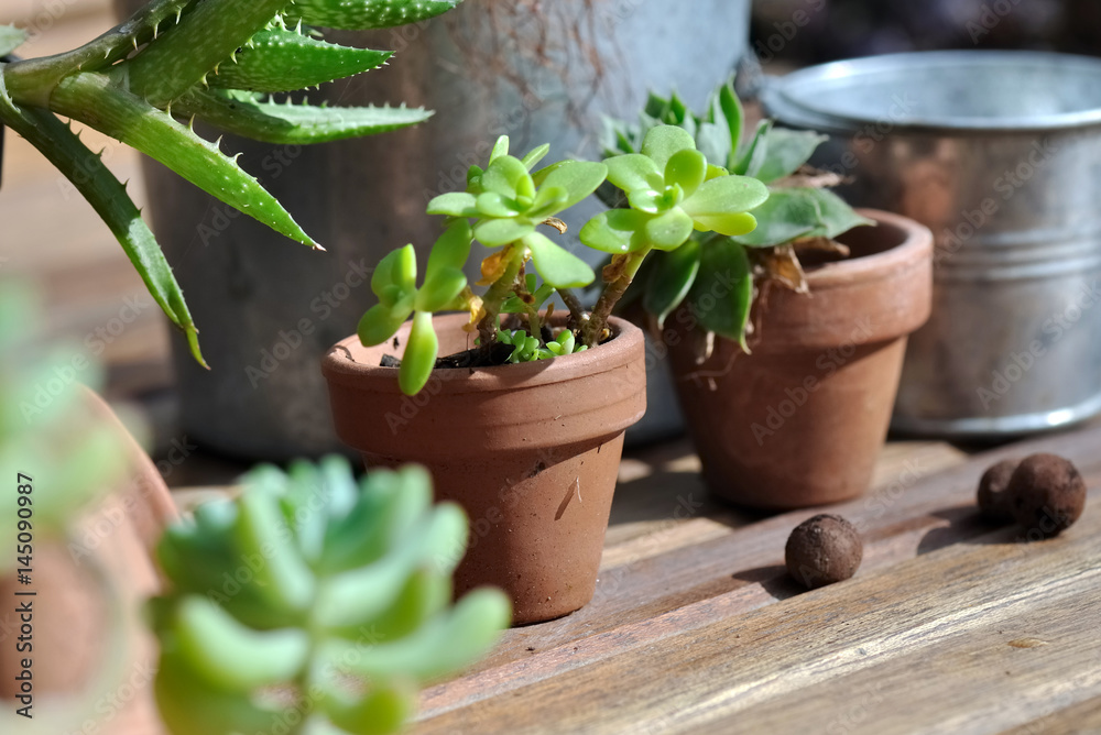 boutures de plantes grasses dans petits pots boutures de plantes grasses dans petits pots