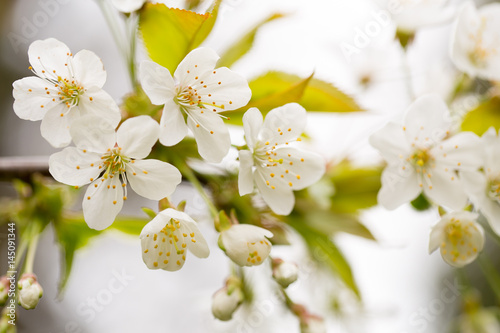 Cherry blossom in spring for background.