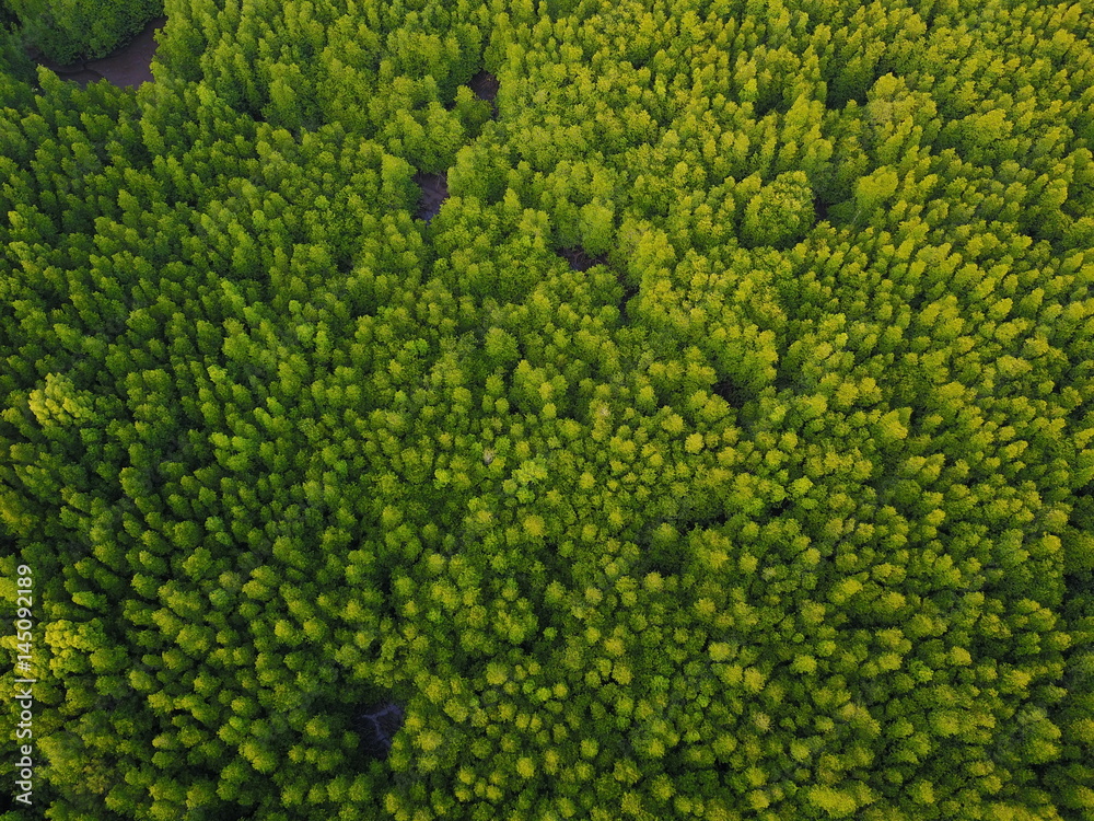 Mangrove forest aerial drone view