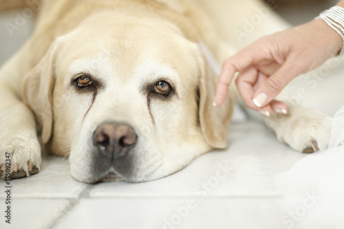 Labrador bianco guarda in macchina stando a cuccia con una mano che lo sfioracane che guarda 