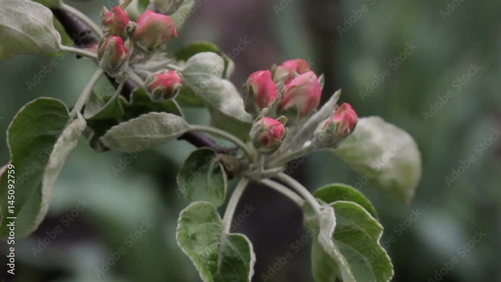 Apple Tree Flowers. Apple Tree Flowers.
