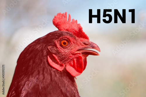 Beautiful chicken, close-up, sign H5N1 concept of poultry. The threat of avian influenza and illness among poultry. photo