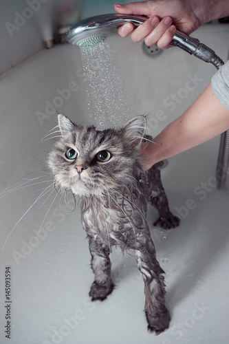 Bath the cat
