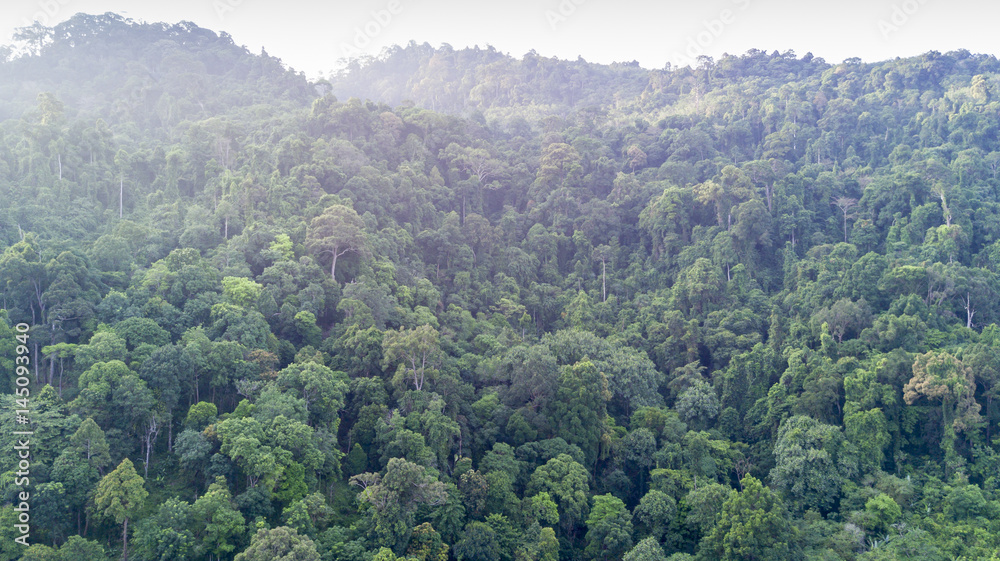 Rain forest (rainforest) aerial view