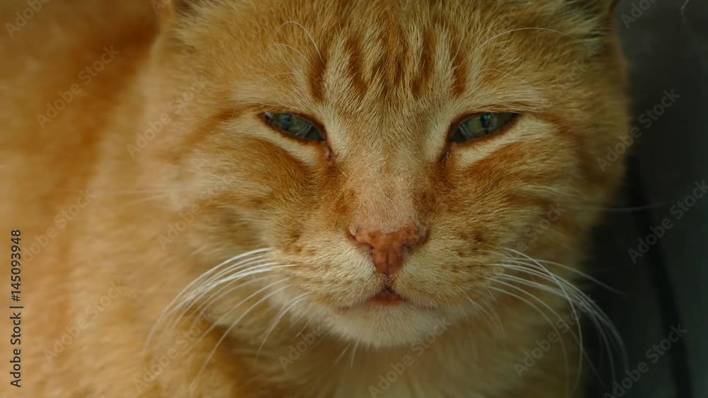 Red Cat Looks Away
