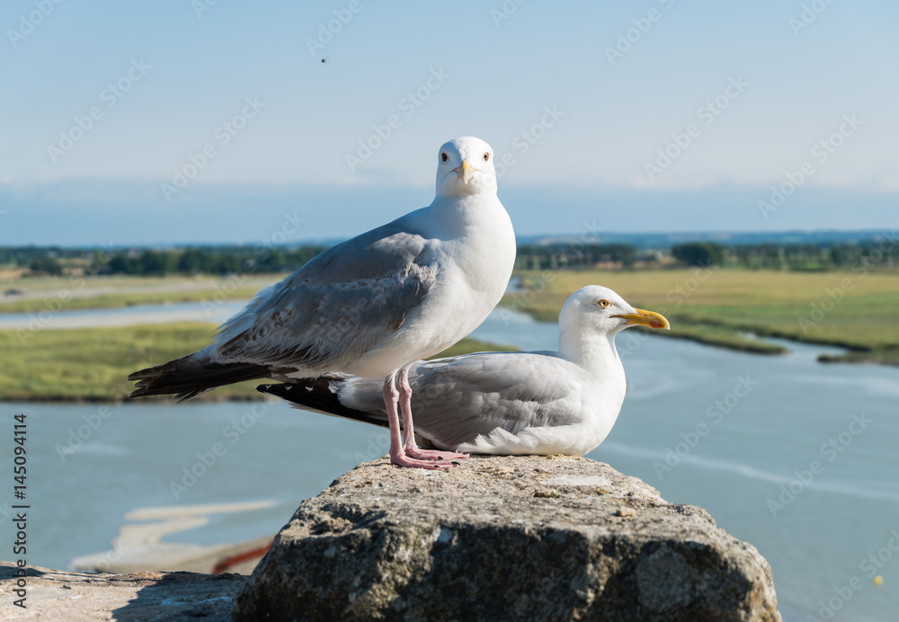 Seagull stand on pole with blue background. Seagull stand on pole with blue background.