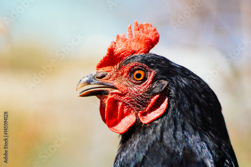 Beautiful chicken, close-up, concept of poultry. The threat of avian influenza and illness among poultry.