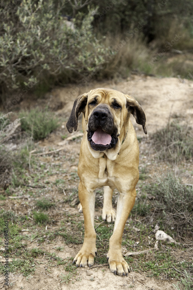 Dog fila brasileiro