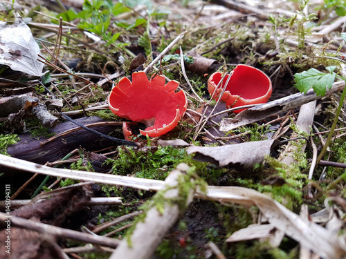Spring mushroom Sarcoscypha bright red (Sarcoscypha coccinea).