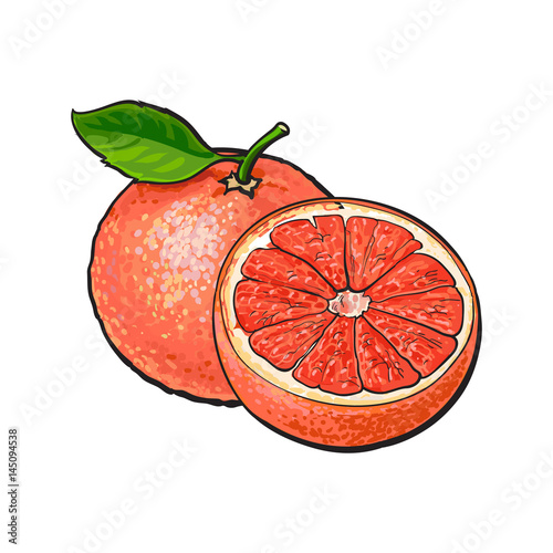 Whole and half unpeeled ripe pink grapefruit, sketch style vector illustration on white background. Hand drawn whole and sliced juicy grapefruit fruit with fresh green leaf