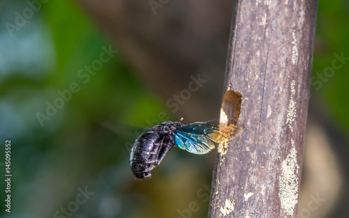 carpenter bee in flight